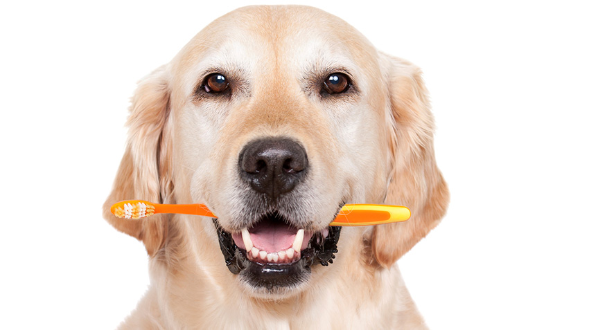 The Importance Of Pet Dental Care: Keeping Your Furry Friends Smiling